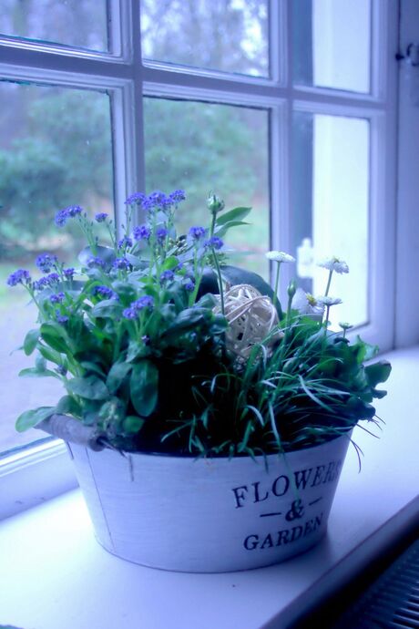 flower in window