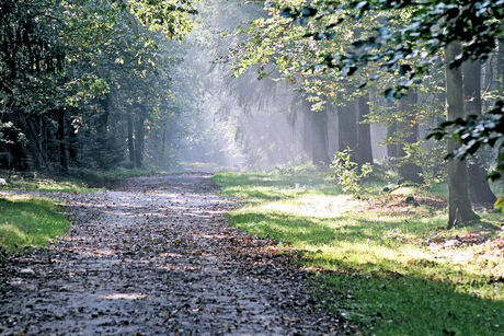 Rust in het bos