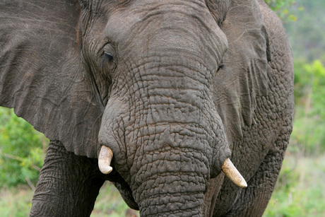 Olifant Zuid-Afrika Kruger