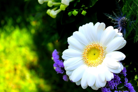 Gerbera 04-05-2013