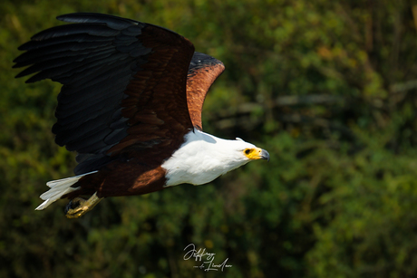 Fish eagle friday