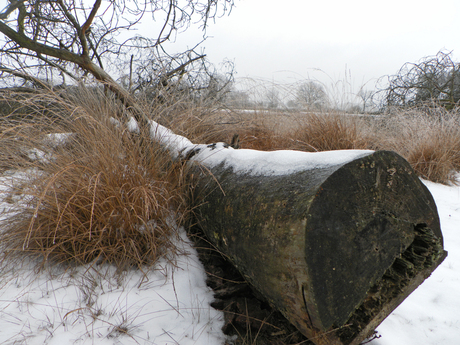 winter in Dwingelderveld