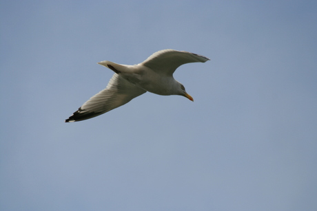 Meeuw Ijmuiden