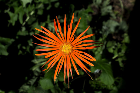 Oranje boven