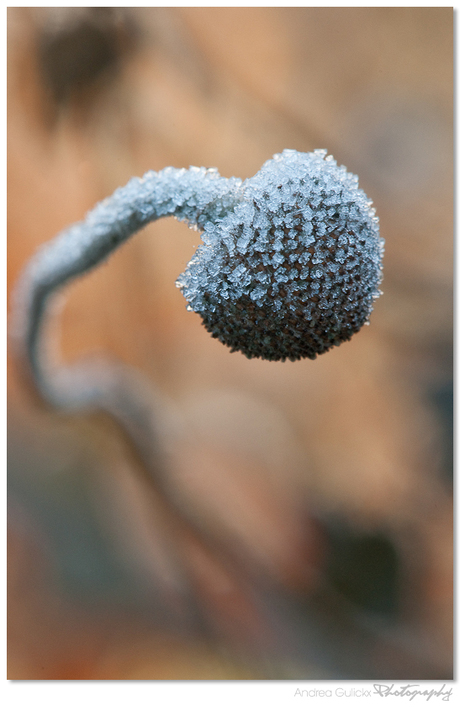 Frosted anemone