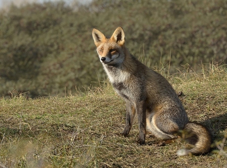 Duinen AWD . 8