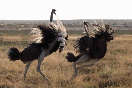 Namibië, Etosha NP, Struisvogels maken ruzie