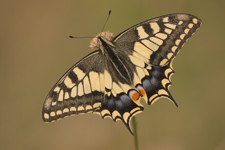 Papilio machaon