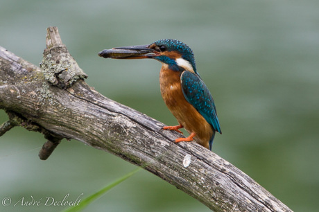 ijsvogel