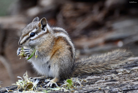 Chipmunk