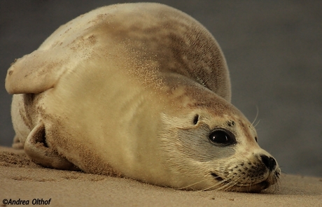 Gewone zeehond