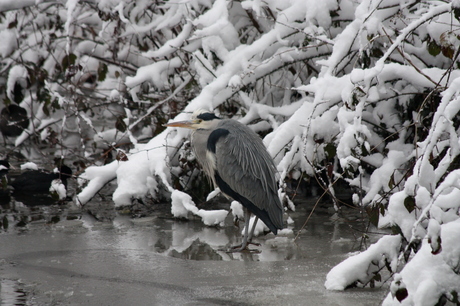 reiger in de kou