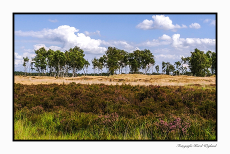 Kalmthoutse heide