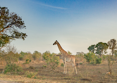Giraffes in Kruger