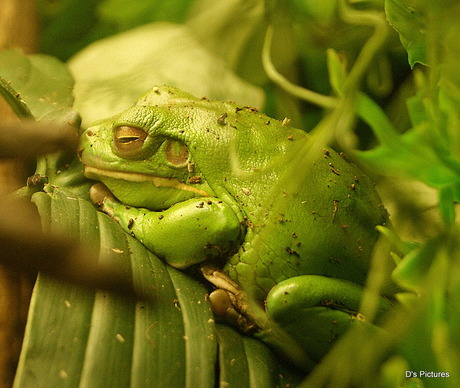 Sleepy Frog