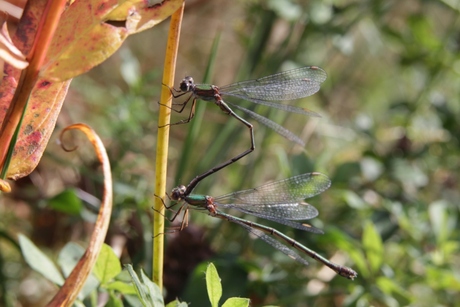 Herfst langs de waterkant