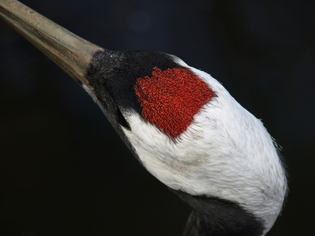 Vogel, dierentuin, Blijdorp, Close-up