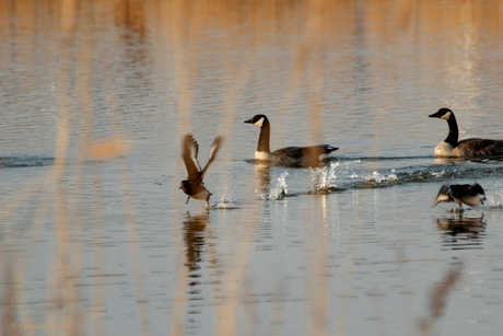 Lopen over water...