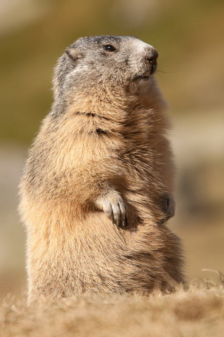 Marmot op de uitkijk