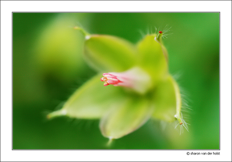 Het rose hartje