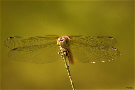 Green Dragonfly