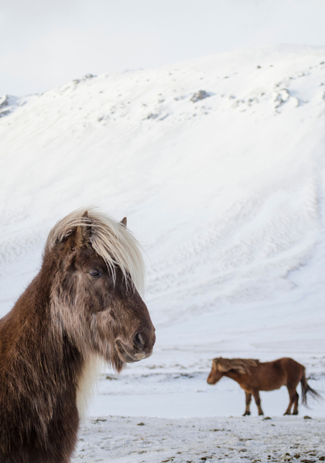 Icelandic Horse - 'He thinks he's handsome!'