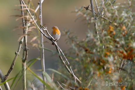 Roodborst