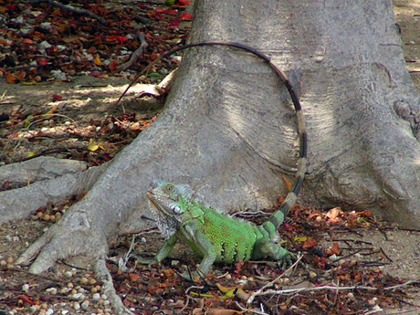yuana (groene leguaan)