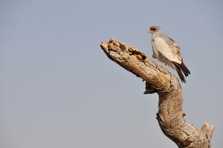 roofvogel op tak