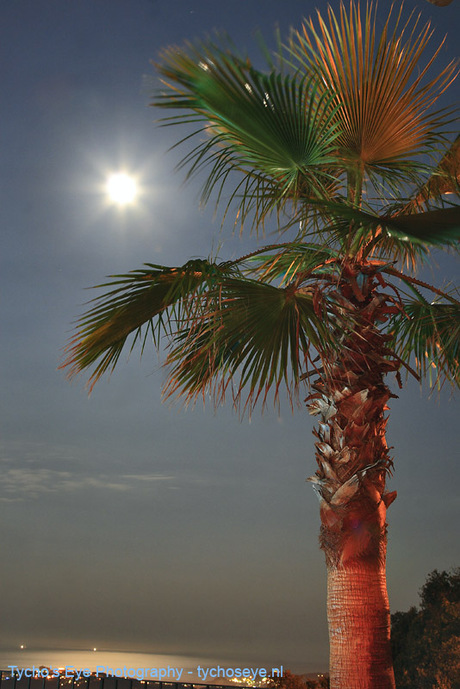 Palmtree at moonlight