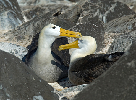 Galapagos Albatros