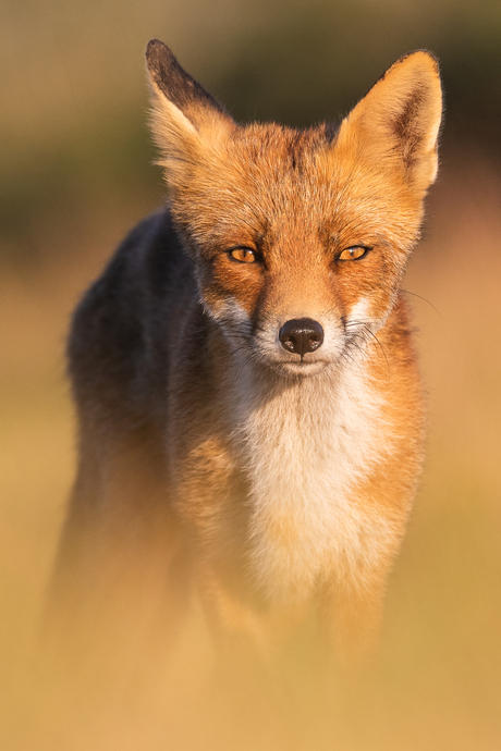 Fox Portrait II