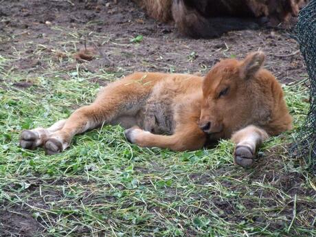 Bison kalf