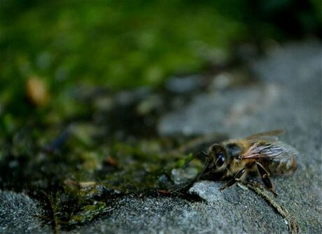 Dorst