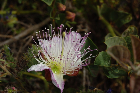 Wilde bloemen 2