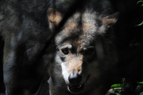 Wolf III