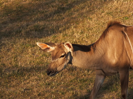 Gazelle