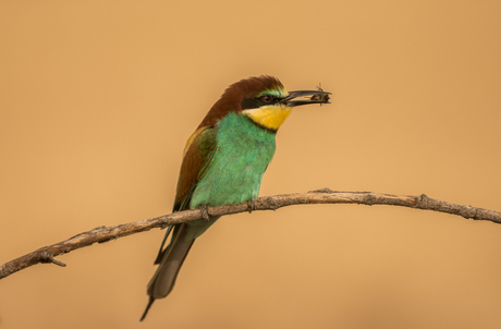 Bee eater