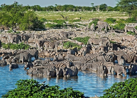 Dorstige steppezebra's