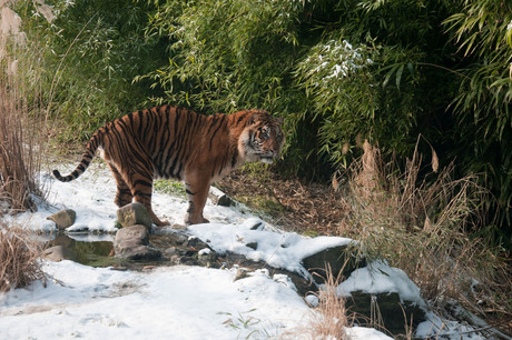 Tijger in de sneeuw