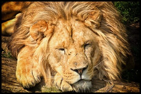 the lion sleeps to..day