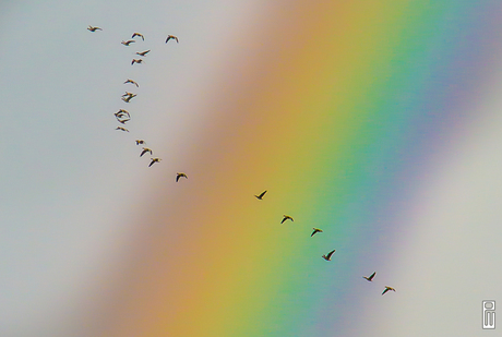 Ganzen in de regenboog