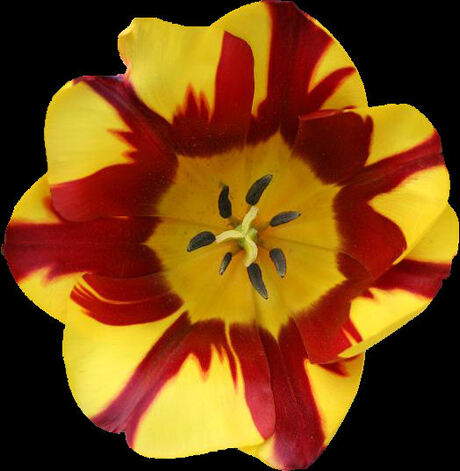 Tulp