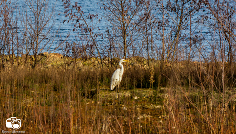 Zilverreiger