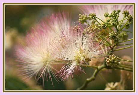 Roze pluisjes