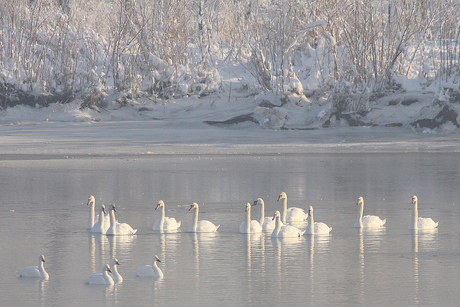 IMG_3528 WINTER GASTEN IN BEELD.jpg