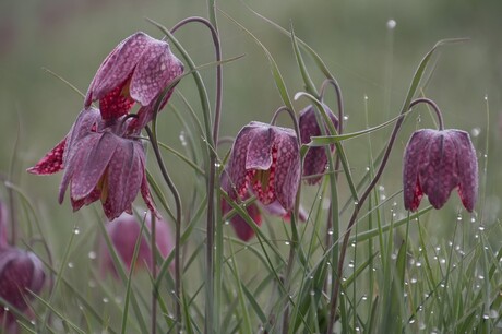 Zwolse tulp