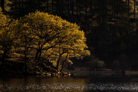 Trees of Gold - Loughrigg Tarn