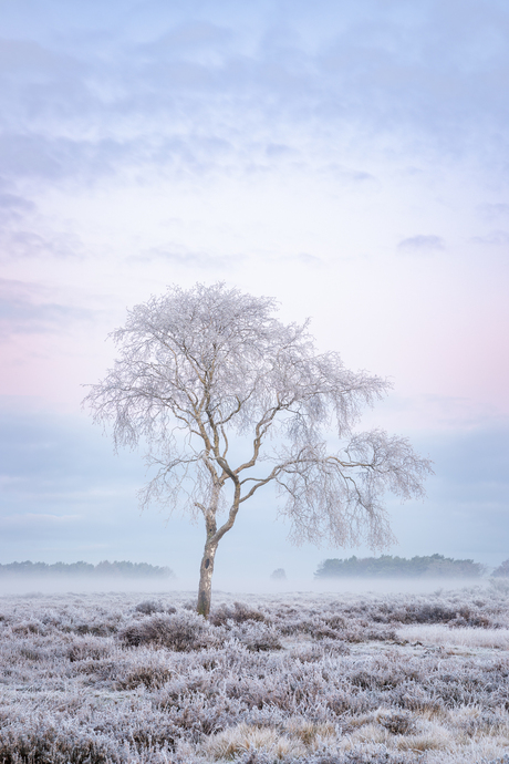 Winter op de heide - deel 2