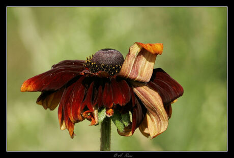 Flower in the Wind